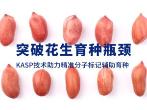 技术分享丨突破花生育种瓶颈，KASP技术助力精准分子标记辅助育种