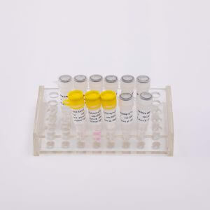 V5001 V5002 一步法核酸检测试剂盒 one-step RT-qPCR Kit
