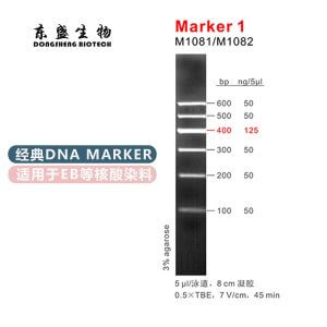 Marker 1 DNA Marker